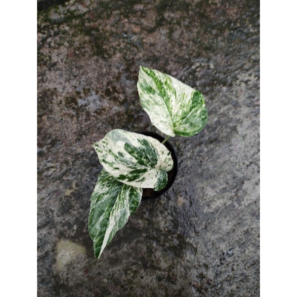 amydrium zippelianum variegata real pict