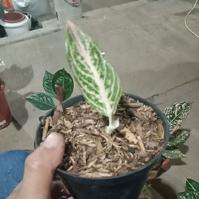 aglaonema tamara