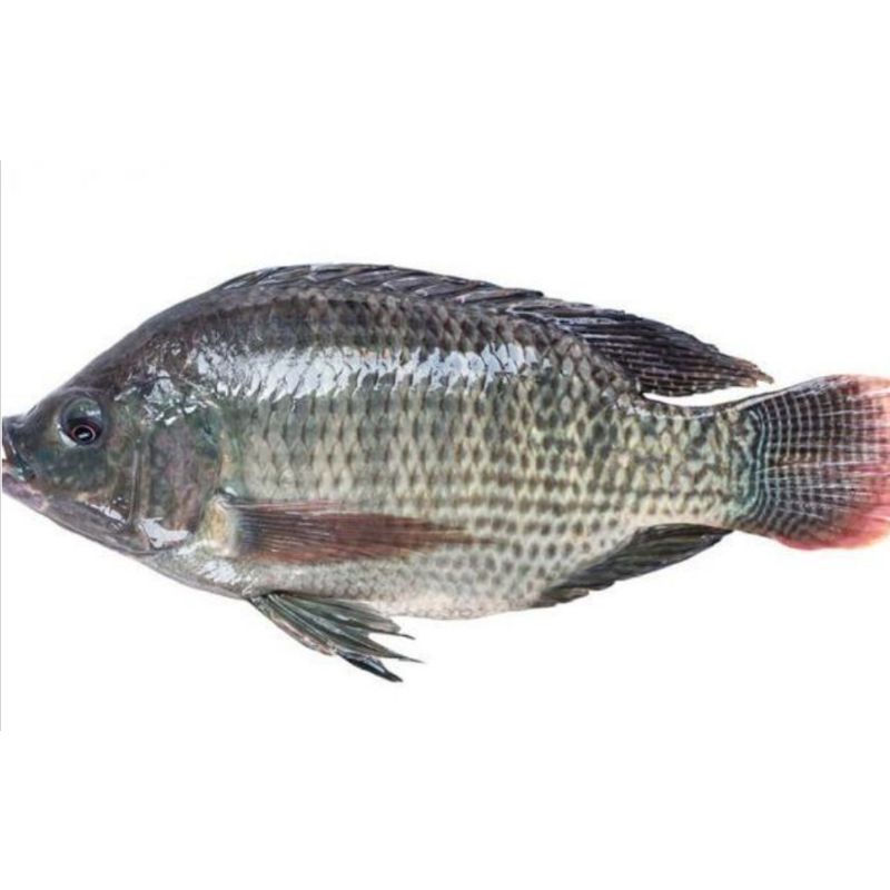 

KHUSUS BANJAR | IKAN NILA SEGAR ±1000 GRAM | IKAN | NILA | SEGAR