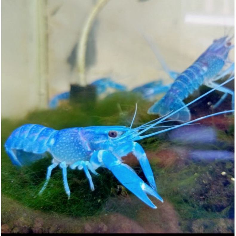 lobster hias air tawar biru