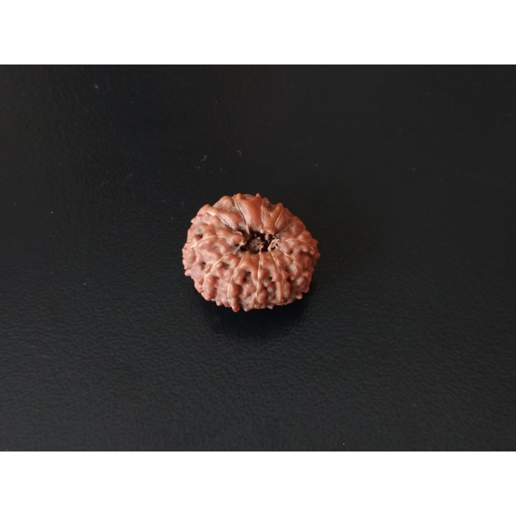 Jenitri Mukhi 12 D16.55x14.8 Liontin Rudraksha Genitri
