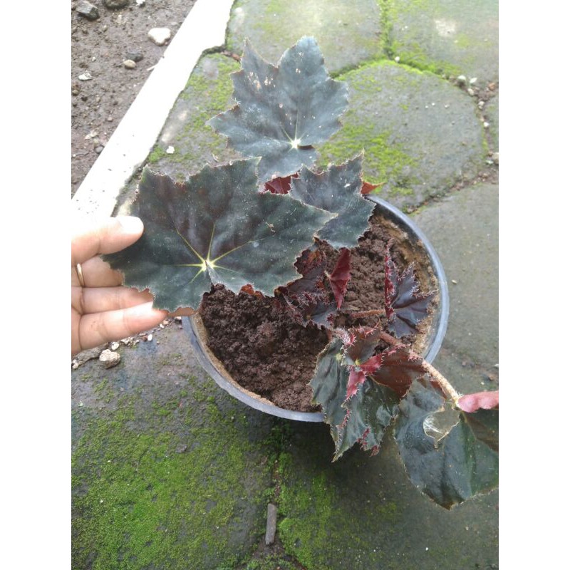 begonia red velvet / black velvet