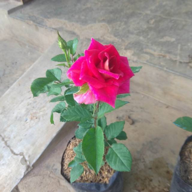 Bunga mawar hidup hiasan taman