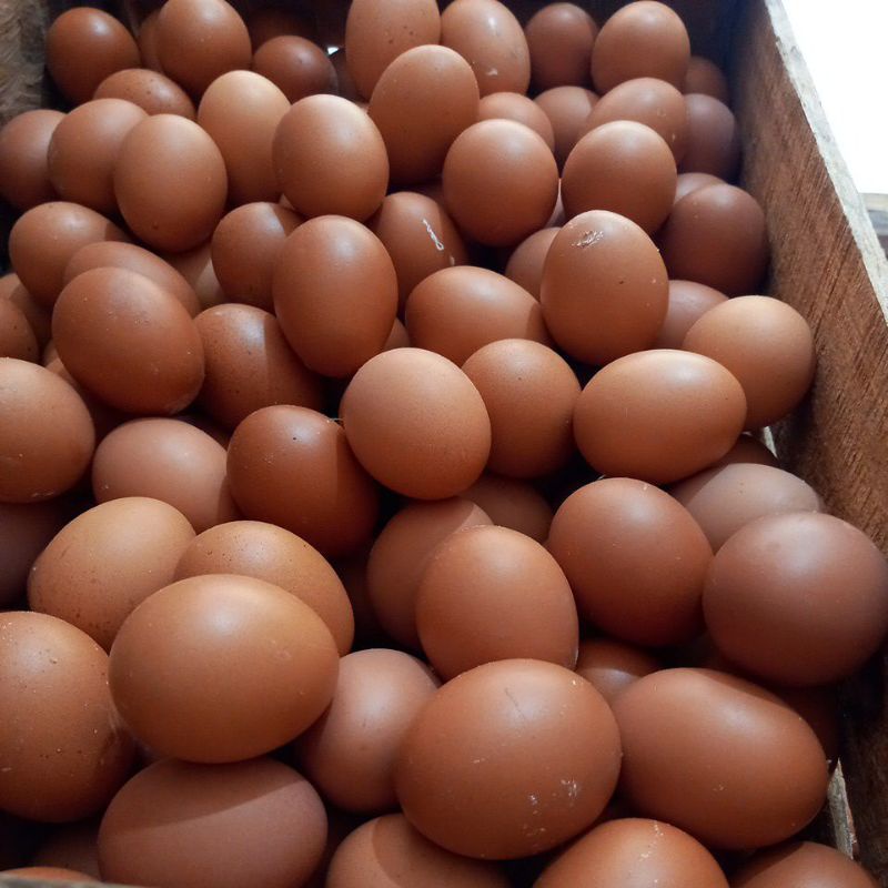 

Telur ayam fresh 1kg