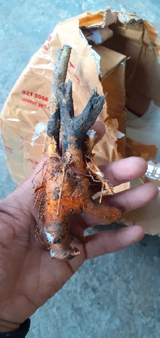 Bahan Bonsai Pohon Sisir / Kaliage Medium Berkarakter