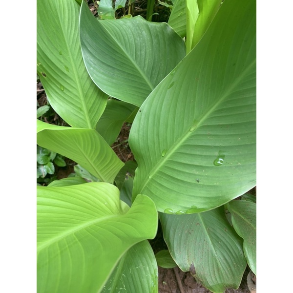 

daun ganyol ganyong segar 500gr