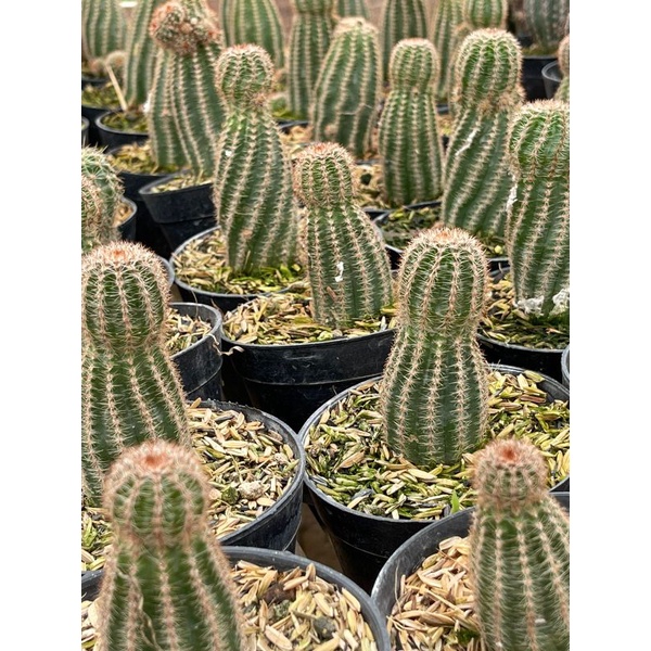 Kaktus echinopsis kepala catur