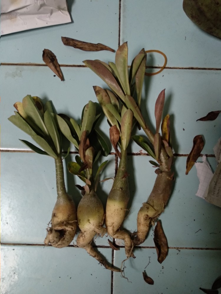 Paket 4 Tamana Hias Adenium Kamboja Jepang