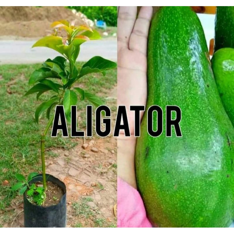 

Promo Paket 2pohon Alpukat Aligator Super