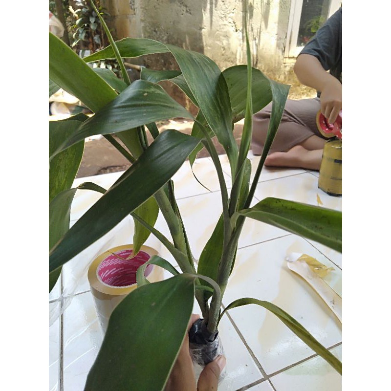 tanaman hias Sri rejeki