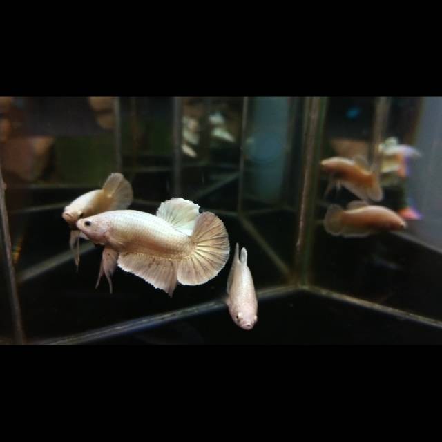 Male Plakat Gold M+ (bukan bluerim Avatar koi Nemo Hellboy)