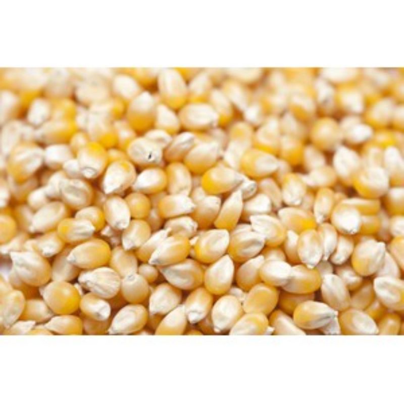 jagung kering Popcorn  1000gr / 1kg