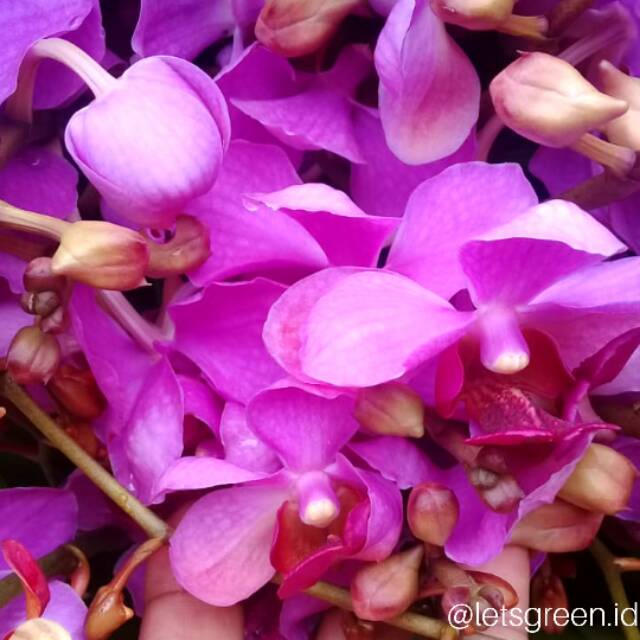 Paket Anggrek Vanda Douglas