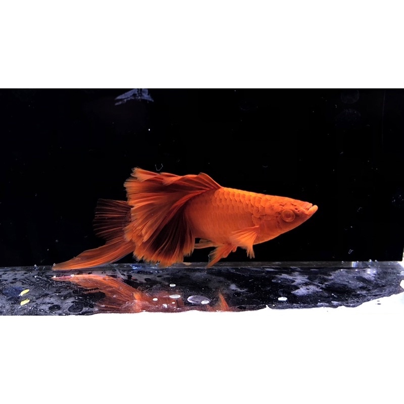 Xipho Cauliflower Bloodred Albino Sabertail