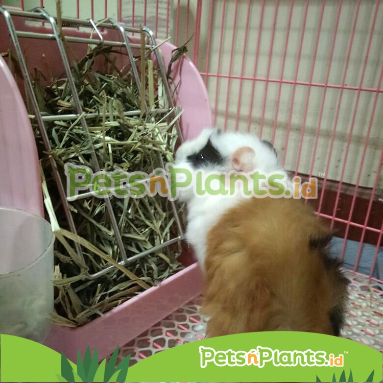 Tempat Makan &amp; Rumput Kelinci Chinchilla Guinea Pig - Timothy Hay Rack