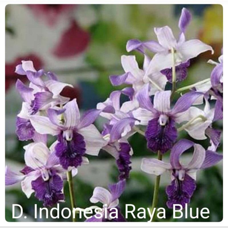 ANGGREK DENDRO  INDONESIA RAYA BLUE