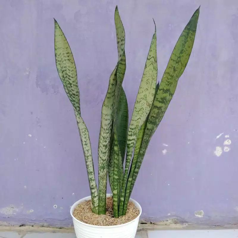 Tanaman hias sansevieria trifasciaca hijau | Lidah mertua hijau