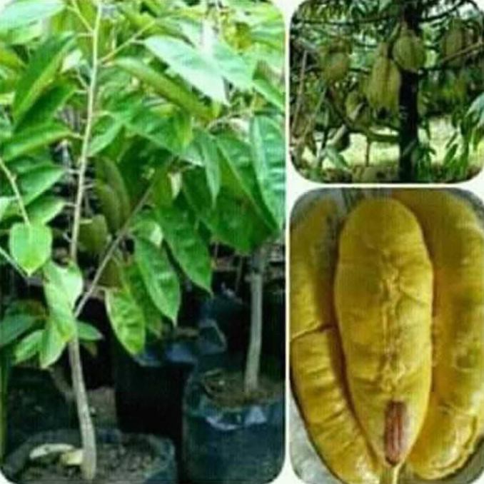 best bibit buah durian musang king  cepat berbuah siap tanam original