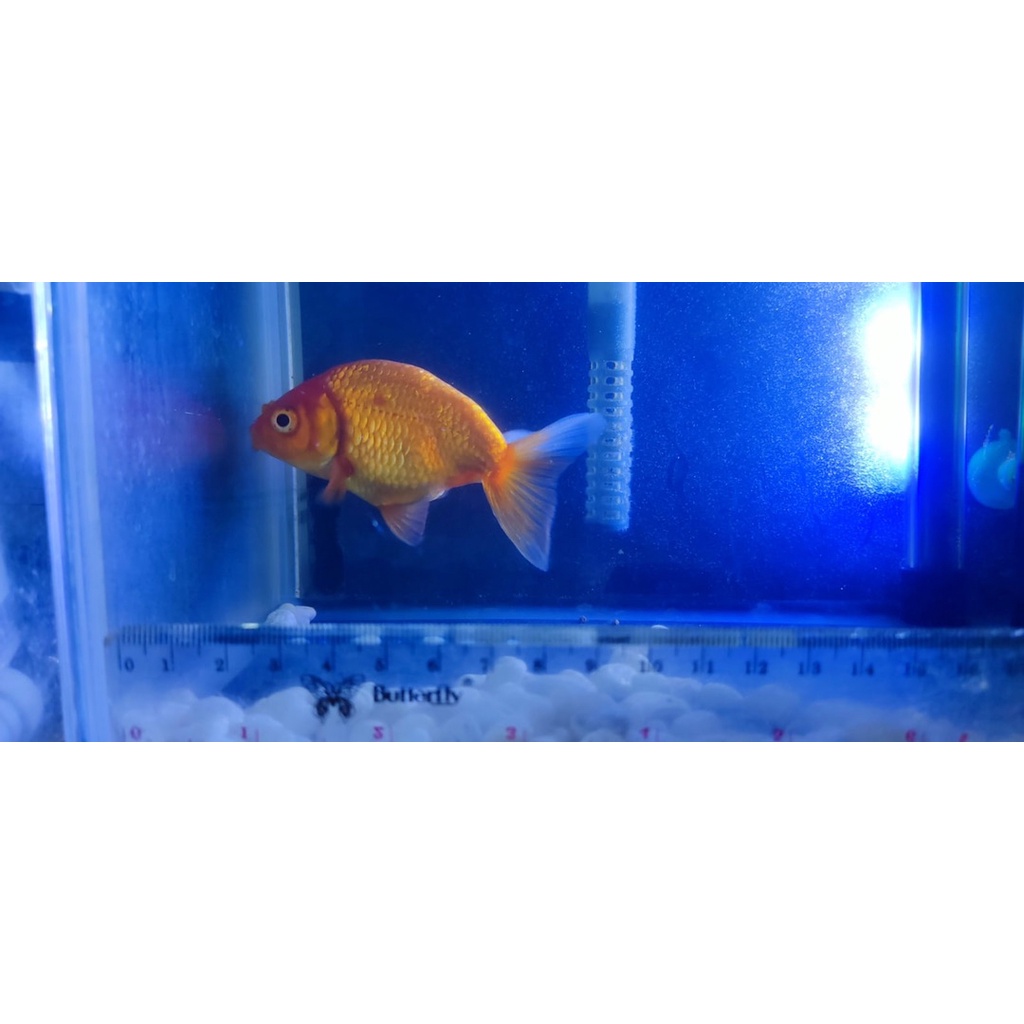 Ranchu Rw 9cm Ikan mas koki