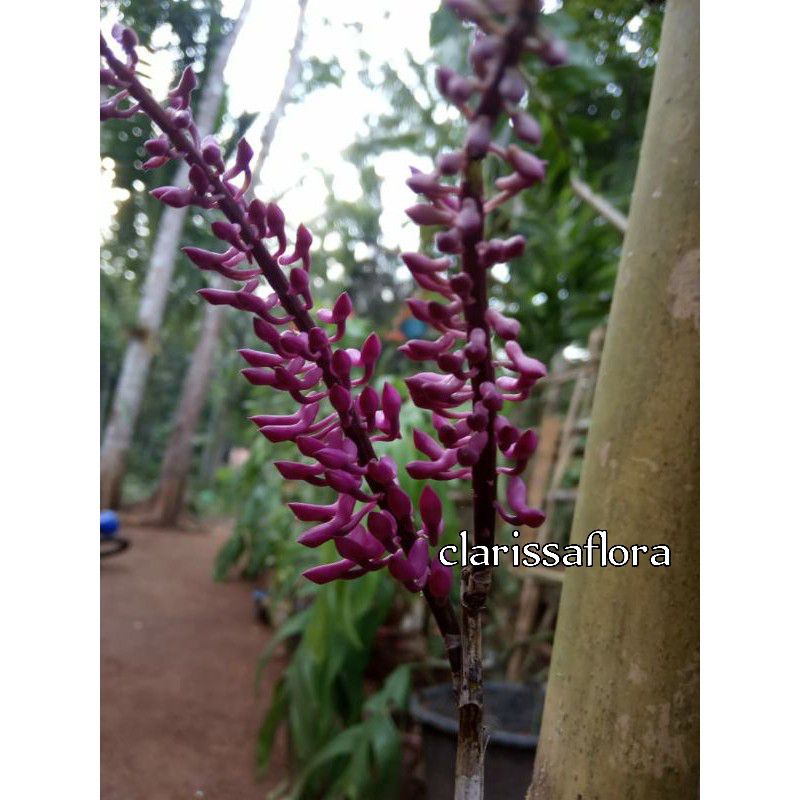 ANGGREK SCUNDUM SPESIES JAWA