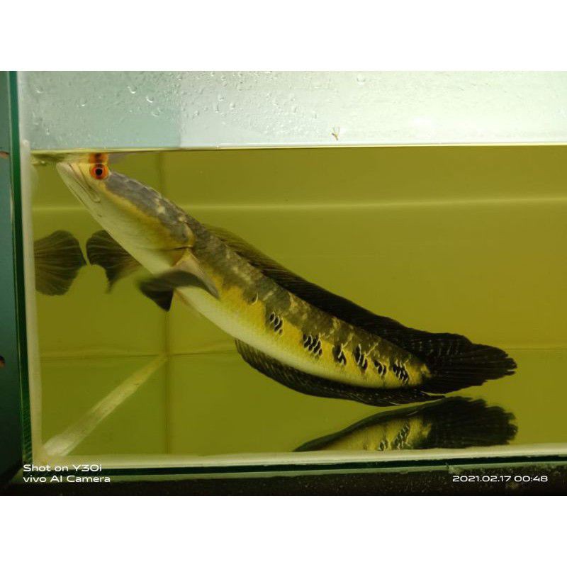 chana maru Baby ukuran 6-7cm red eye