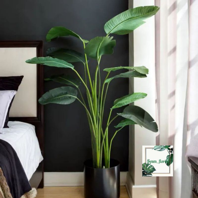 Tanaman Hias Heliconia Bihai caribaea pisang paradisiaca