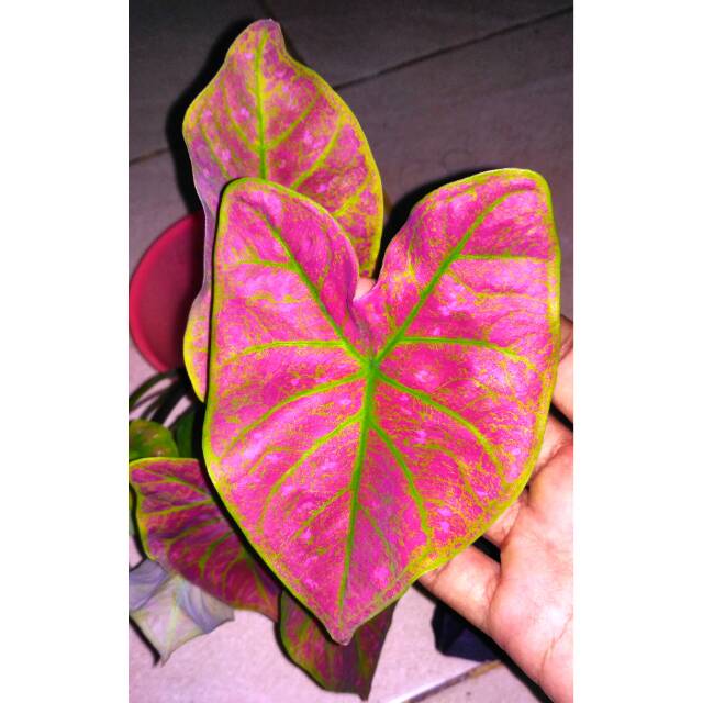 Caladium Green Spider Shopee Indonesia