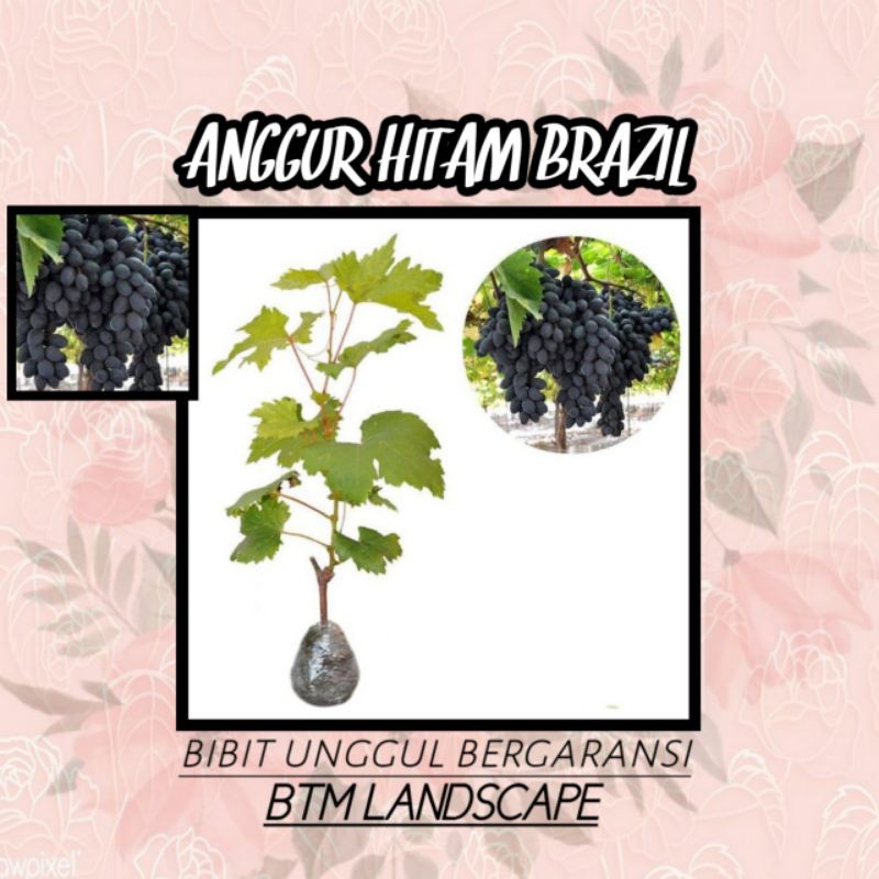 

BIBIT BUAH ANGGUR HITAM BRAZIL
