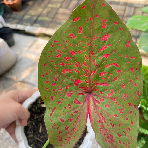 Tanaman Hias Caladium Leopard Tanaman Bunga Keladi Leopard Tanaman Hias Keladi Murah