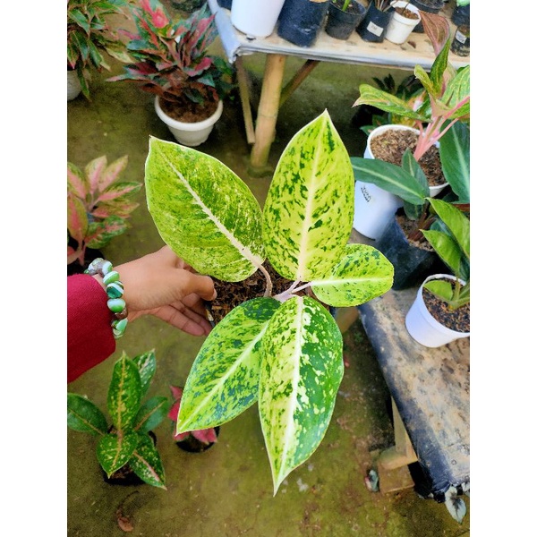 Bigroy Putih Aglonema