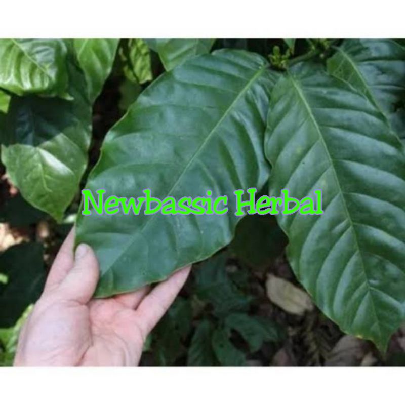 

daun kopi segar 500 gram