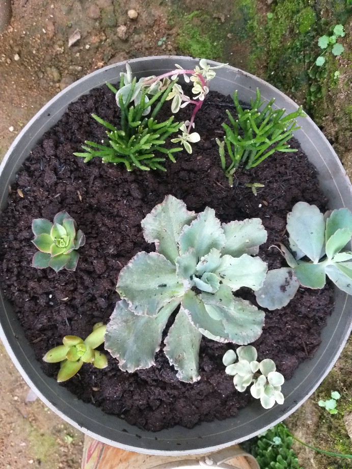 Sekulen Patah Tulang