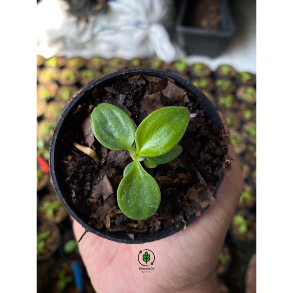 Tanaman Hias Koleksi Philodendron Rugosum Original Pig skin