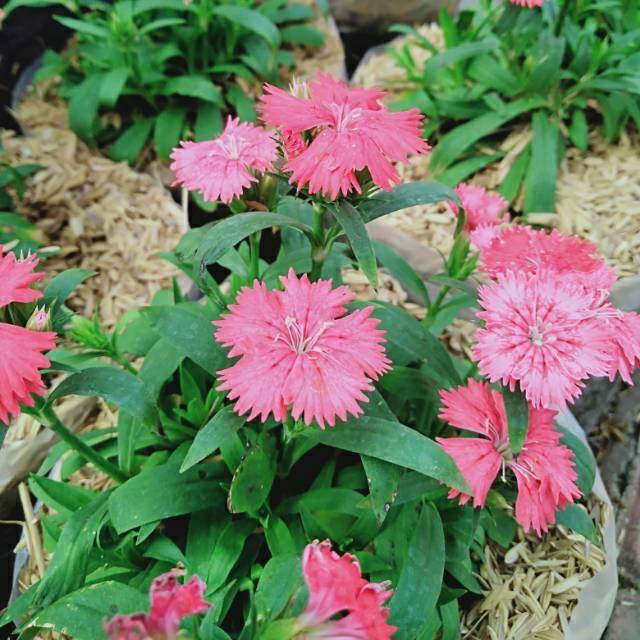 Tanaman Hias Bunga Anyelir Dianthus Shopee Indonesia