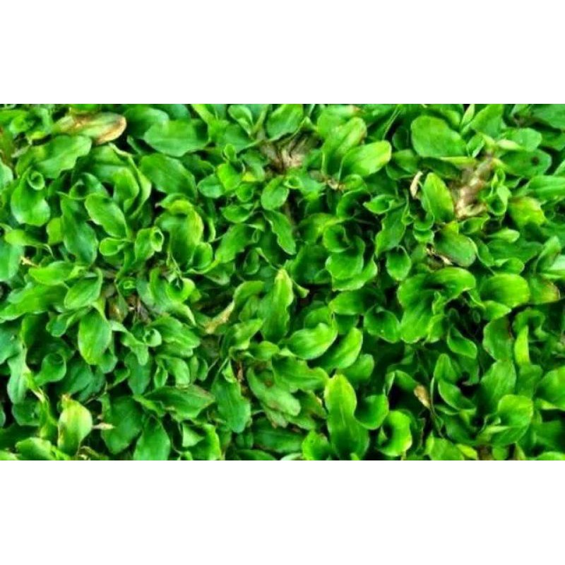 Rumput gajah mini per meter