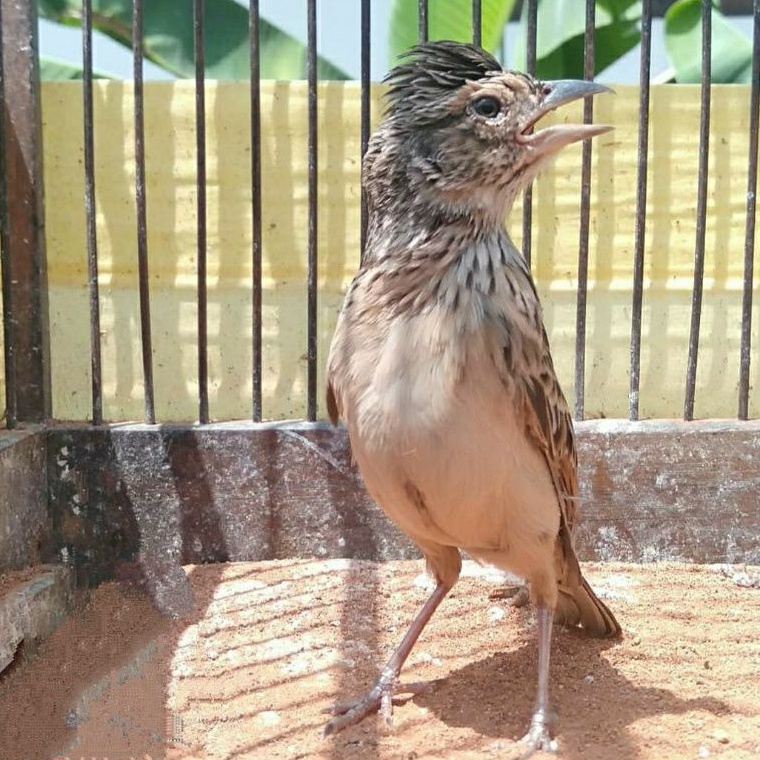 Jual Burung Branjangan PARVA jantan pilihan | Shopee Indonesia