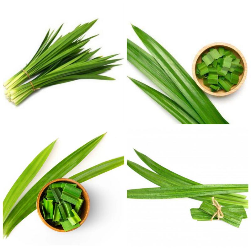 

Daun Pandan Wangi Organik satuan dan satu ikat isi 10 lembar obat herbal dan bumbu masak