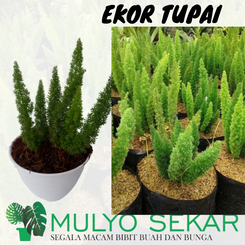 Tanaman Hias cemara Daun Ekor Tupai - Indoor garden - Aesthetic Decor