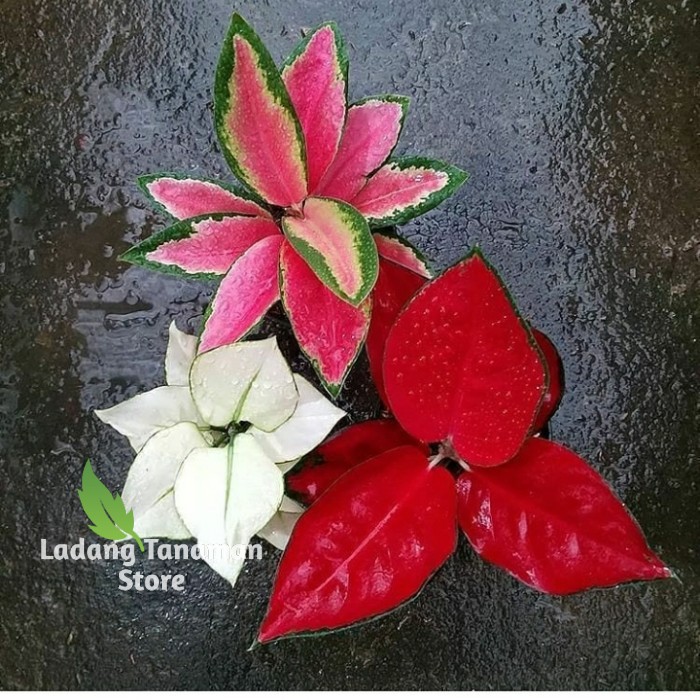 paket 3 aglonema/aglonema suksom/aglonema kocin/aglonema super white