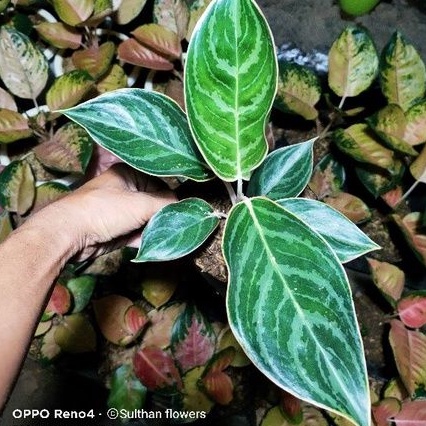 AGLONEMA EMERALD DRAGON/ZEBRA