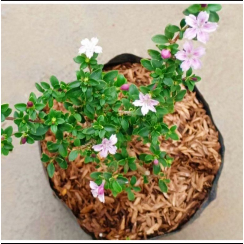 tanaman seribu bintang micro/bahan bonsai