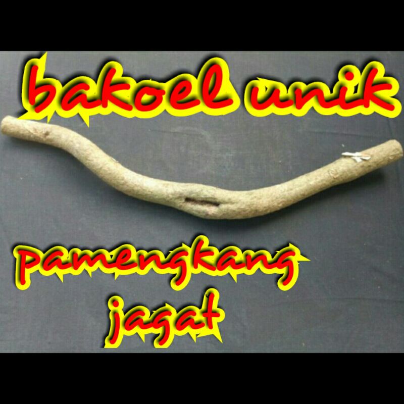 PUSAKA ALAM"PAMENGKANG JAGAD" ORI ALAM /AKAR BERTUAH
