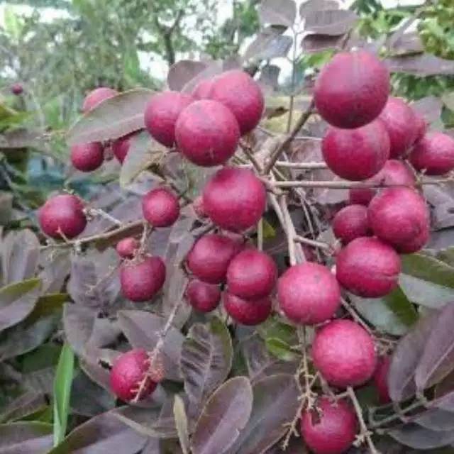 Bibit Kelengkeng Merah Ruby Longan