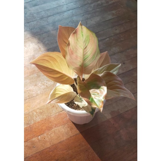 aglaonema Golden Love