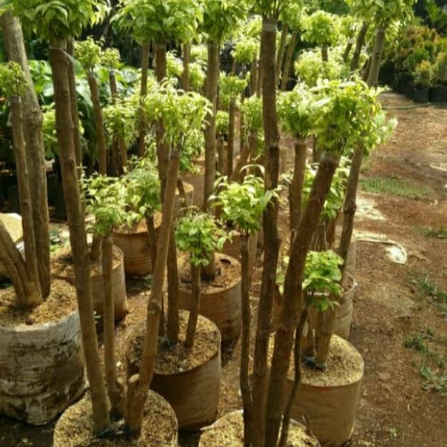 TANAMAN HIAS BONSAI ANTING PUTRI TINGGI 1.5 METER - BONSAI