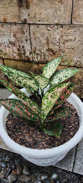 Jual Tanaman Aglonema Snowhite Dengan Harga Yang Pastinya Terjangkau Melayani Partai Maupun Ecer