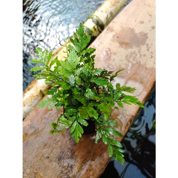 pakis air media wabikusa