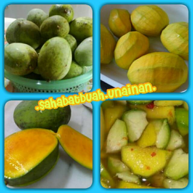 

Mangga kweni super#buah#vitamin C
