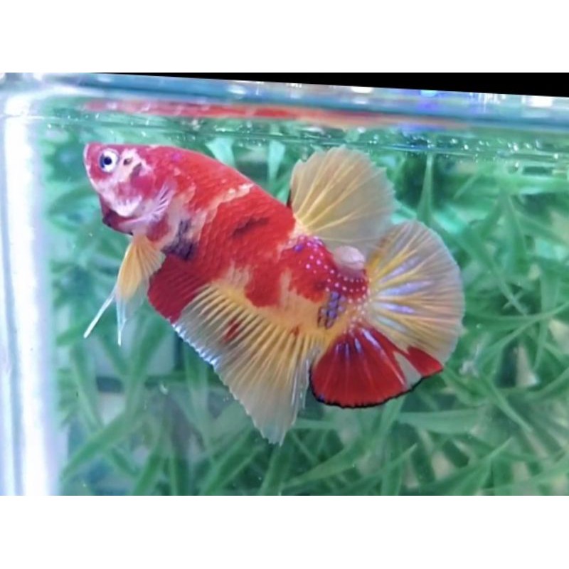 Cupang red koi classis