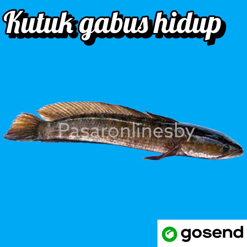 PASAR GUBENG - Ikan Gabos / Kutuk Hidup Segar